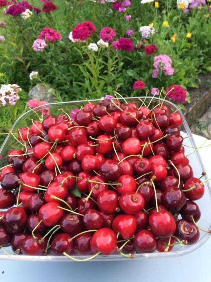 مبيت وإفطار Escolives-Sainte-Camille Entre Canal Et Vignes المظهر الخارجي الصورة